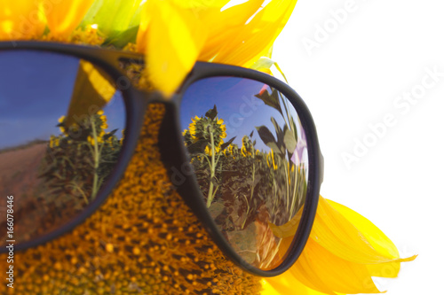 Sunflower wearing sunglasses