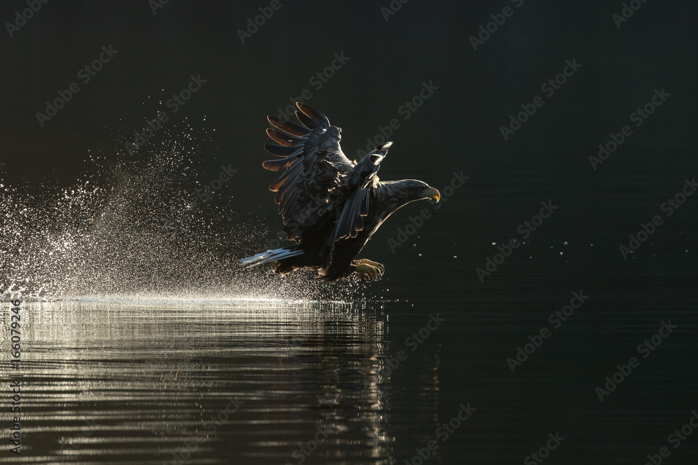 Fototapeta premium White Tailed Eagle Hunting.