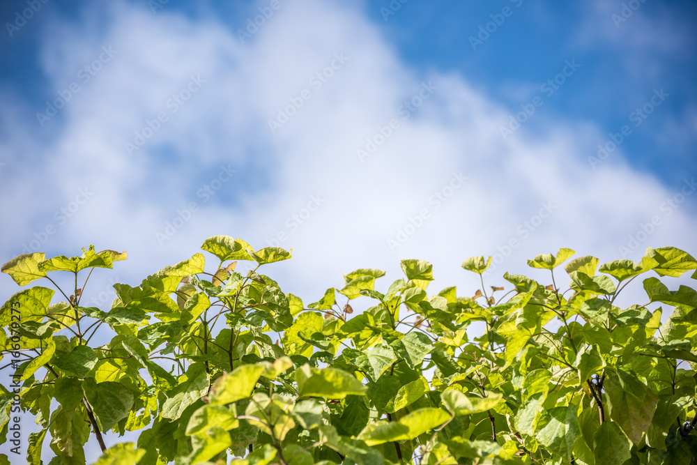 green leaves against clouds green leaves against clouds