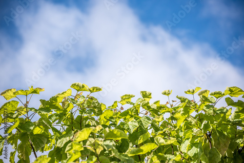 green leaves against clouds © Mike Stimson