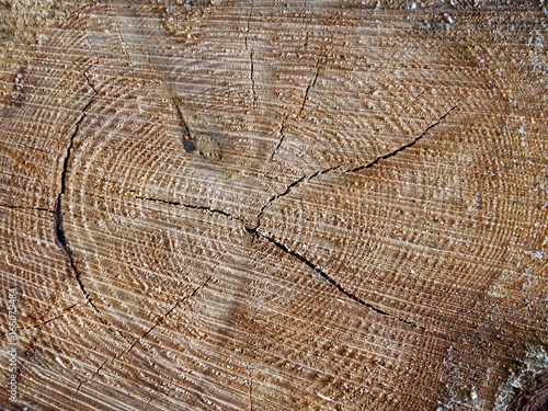 Abgesägter Baumstamm Schnittfläche mit Jahresringen als Hintergrund