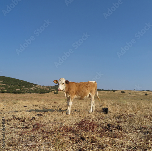 Cows on a field and blue sky