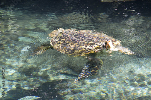 große Wasserschildkröte