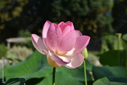 Lotus rose au jardin en   t  