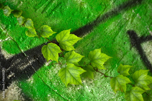 Kletterpflanze an der Mauer photo