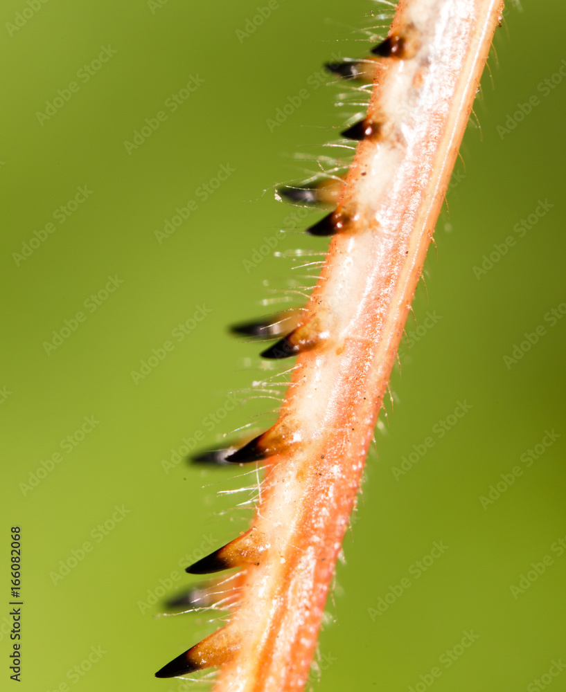 Naklejka premium The grasshopper's paw on the nature