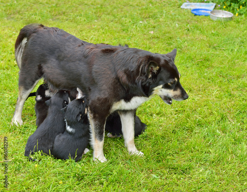 Lapland Reindeer dog, Reindeer Herder, lapinporokoira (Finnish), lapsk vallhund (Swedish). Female and puppies photo