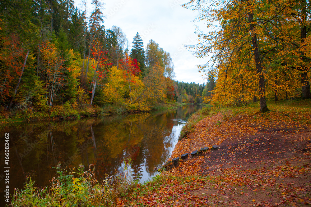 Autumn forest along the river