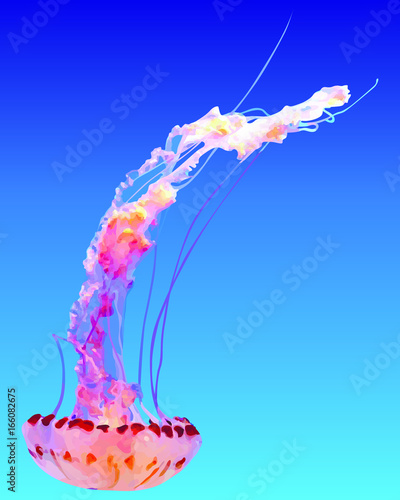 Jellyfish vector illustration