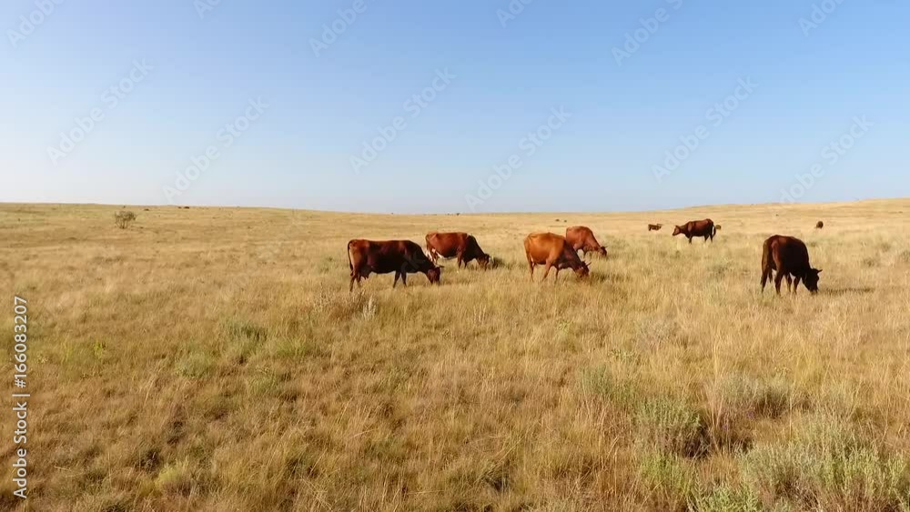 Aerial: Brown Cows Grazing on the Steppe Meadow Field. Beautiful Wild Nature Landscape Drone Footage. HD Slowmotion. Aerial: Brown Cows Grazing on the Steppe Meadow Field. Beautiful Wild Nature Landscape Drone Footage. HD Slowmotion.