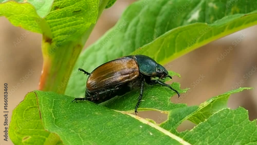 Beetle sitting on a green blade of grass. The wild life of insects shot in macro mode. Summer meadow floral. Beetle sitting on a green blade of grass. The wild life of insects shot in macro mode. Summer meadow floral.