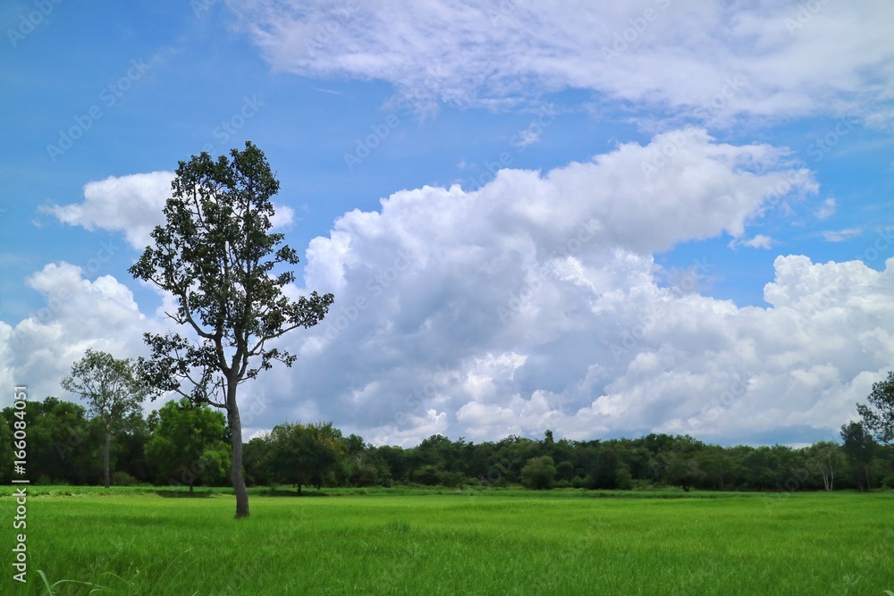 Rice field and green tree with blue sky and white cloud landscape background. Soft focus. Rice field and green tree with blue sky and white cloud landscape background. Soft focus.