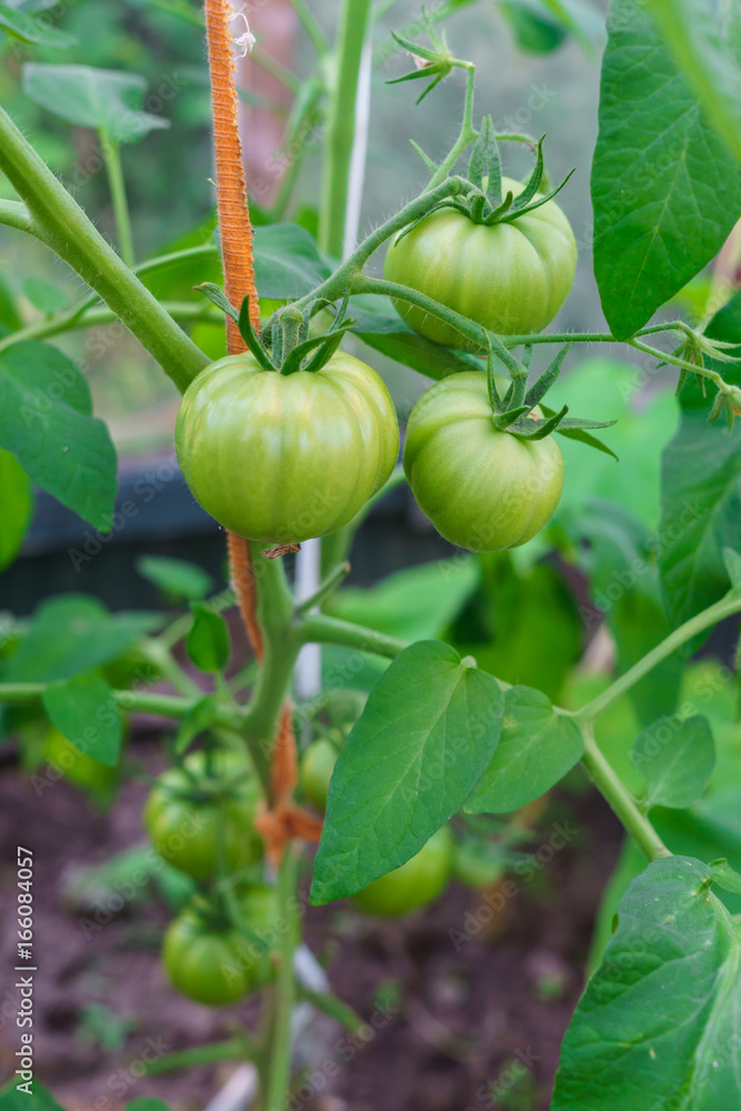 green tomatoes growing on the branches. It is cultivated in the garden.