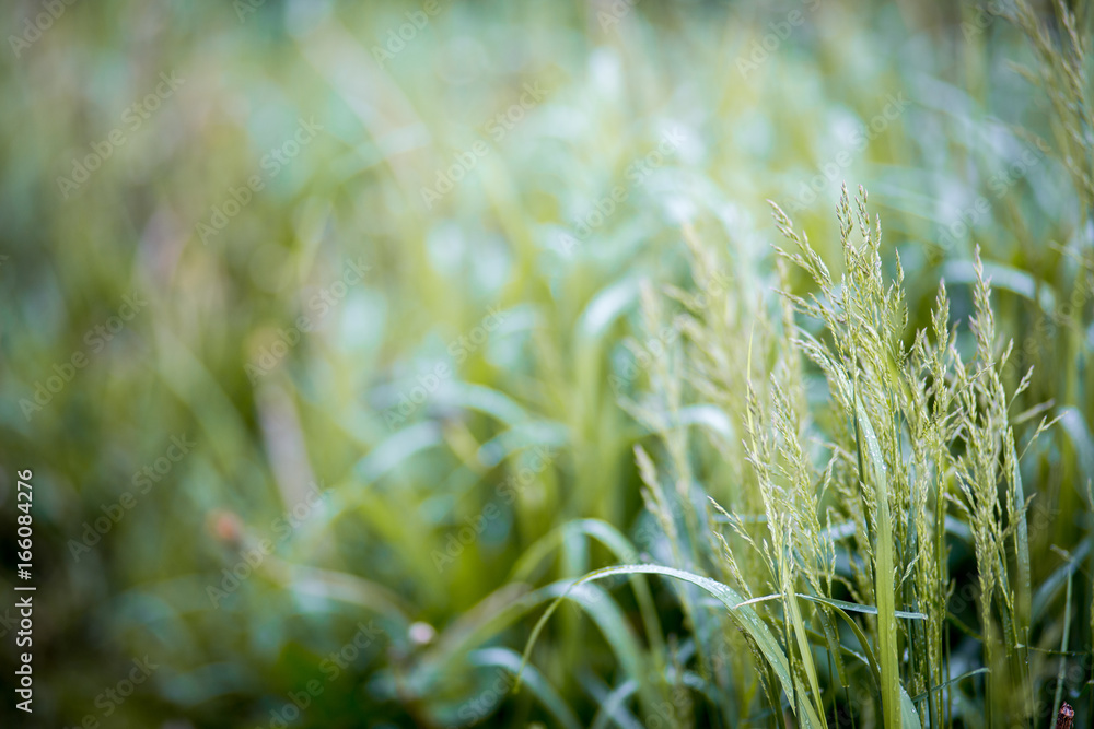 Grass field Grass field