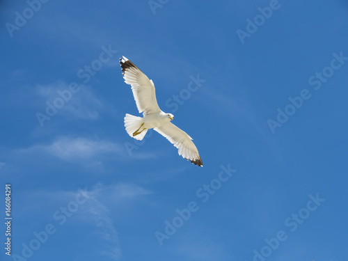 Kroatien, Adriaküste, Dalmatien, Region Split, Primošten, Šibensko-Kninska, Silbermöwe (Larus argentatus) photo