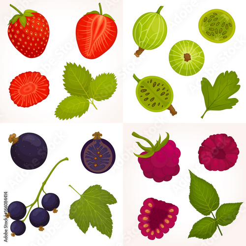 Vector set of berries. Collection of raspberries, strawberries, gooseberries and black currants. A detailed image of the fruit in different angles.