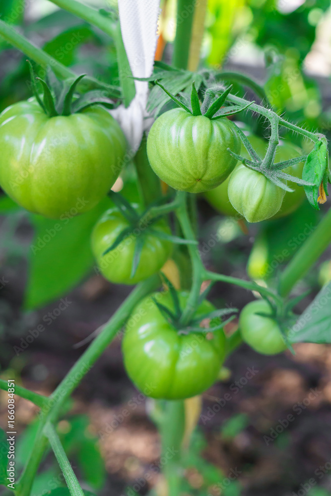 green tomatoes growing on the branches. It is cultivated in the garden. green tomatoes growing on the branches. It is cultivated in the garden.