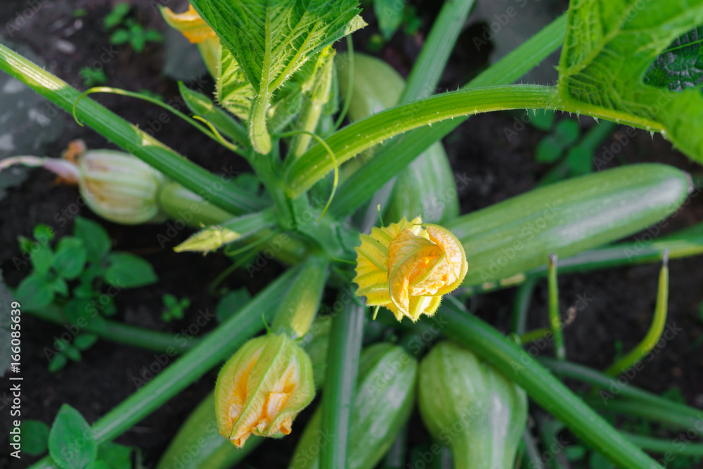 Beautiful ripening green squash in the garden. Beautiful ripening green squash in the garden.