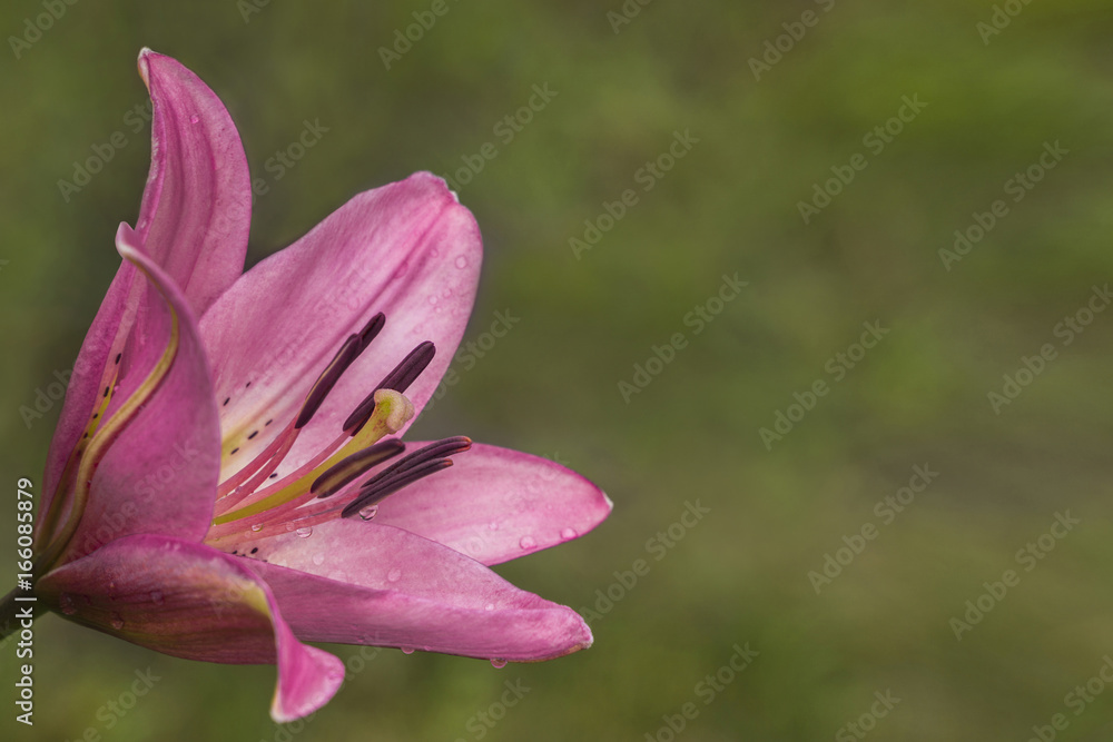 Pink lily flower on green background in garden