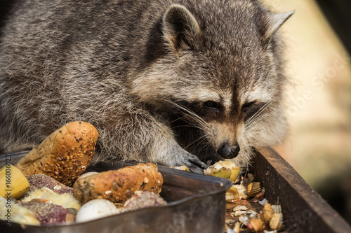 A raccoon while eating