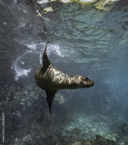 Galapagos Seelöwe spielt unterwasser, Galapagos, Pazifik
