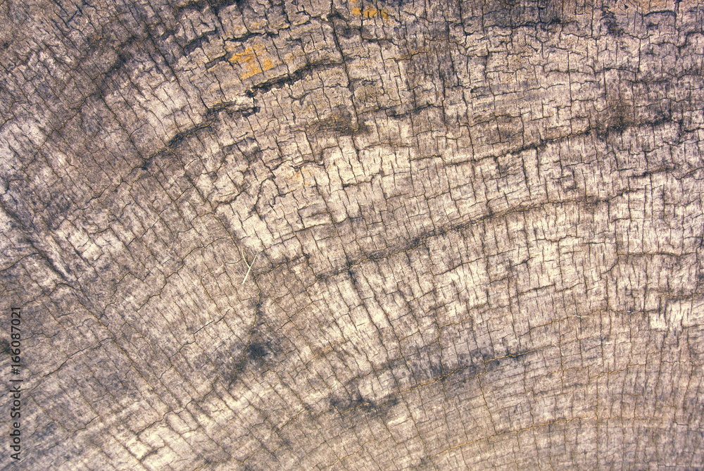 Fototapeta premium wood crack wall grunge texture background