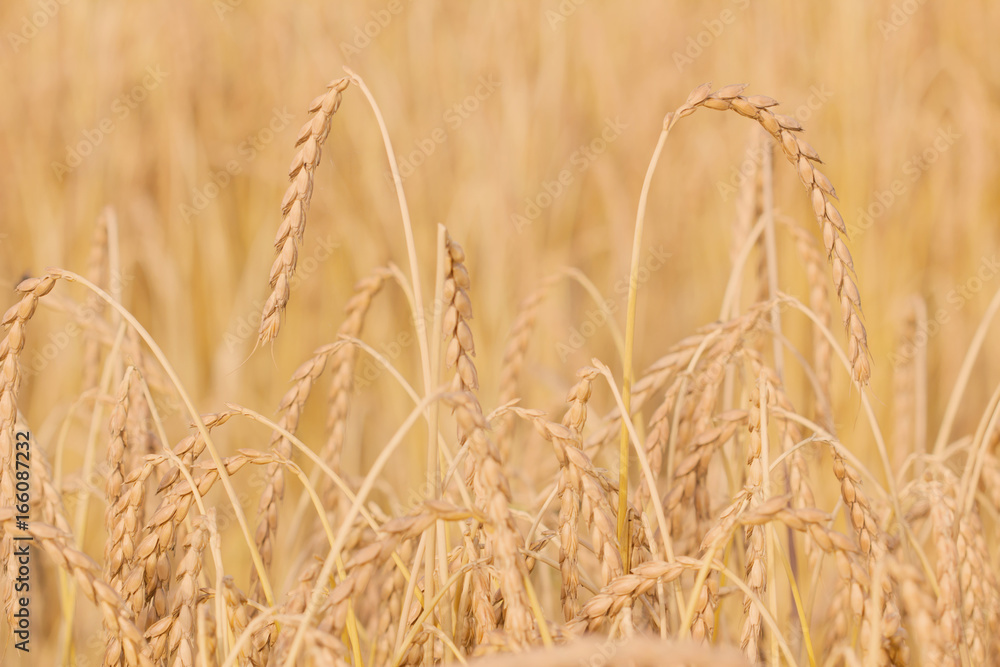 Spelt plant Stock Photo | Adobe Stock