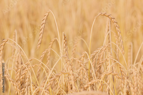 Spelt plant