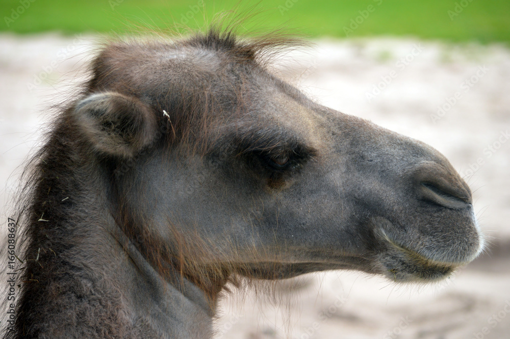 Obraz premium Kamelbaby