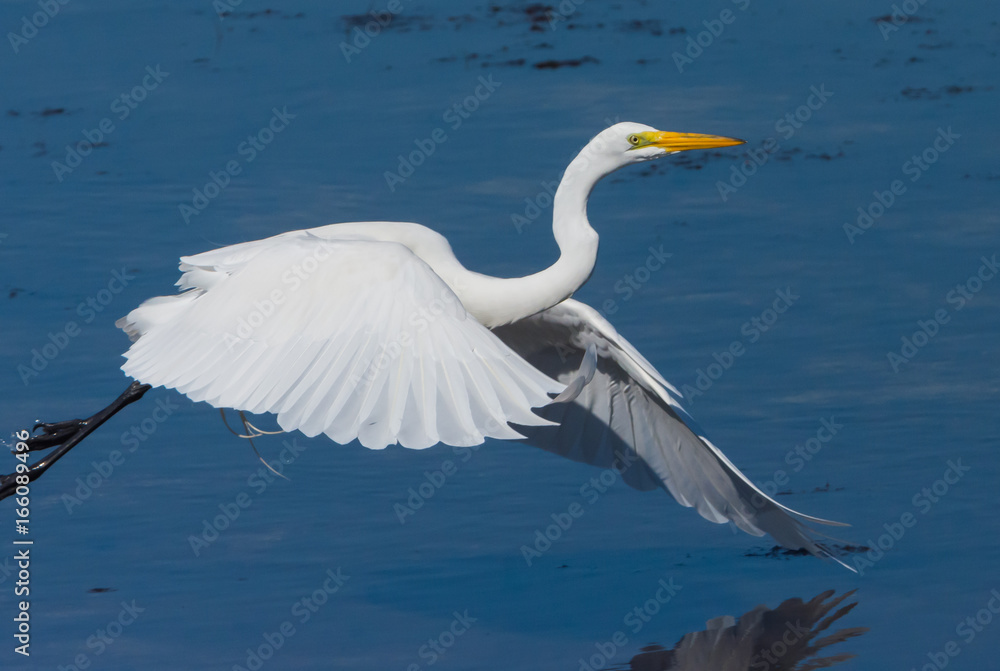 Great White Egret Great White Egret