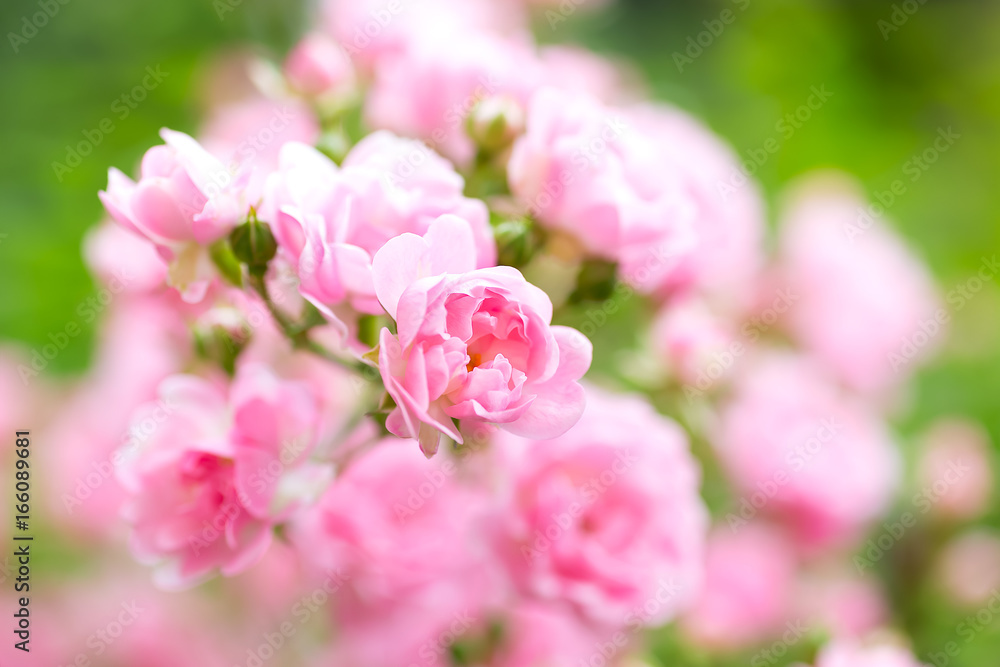 pink rose garden. roses background