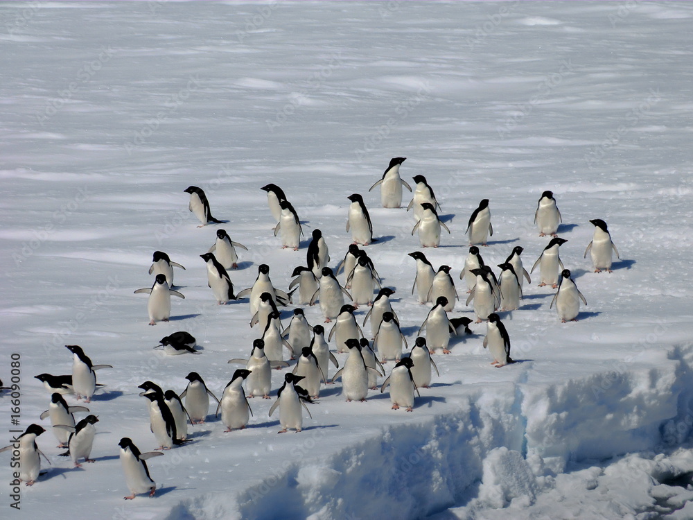 Fototapeta premium Antarctic-Adélie004