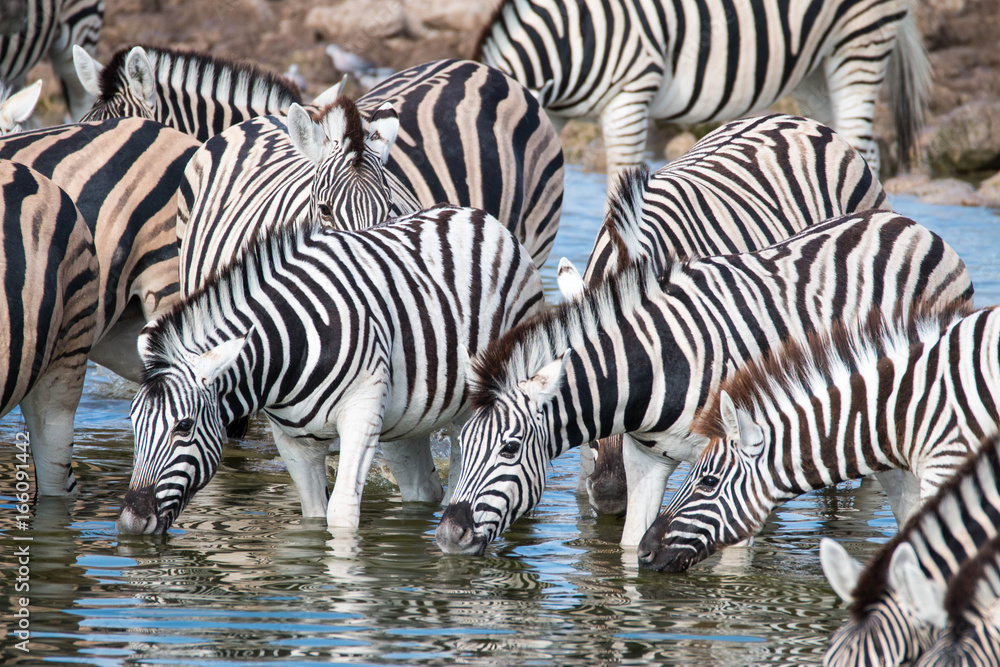 Watching zebras at a waterhole on safari in Etosha National Park, Namibia, Africa Watching zebras at a waterhole on safari in Etosha National Park, Namibia, Africa