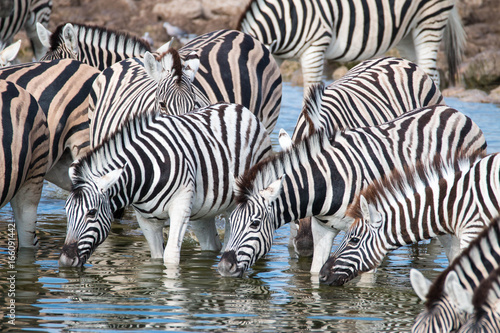 Watching zebras at a waterhole on safari in Etosha National Park  Namibia  Africa