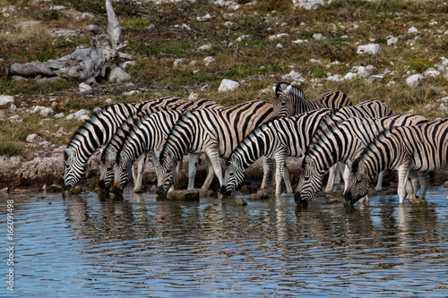 Watching zebras at a waterhole on safari in Etosha National Park  Namibia  Africa
