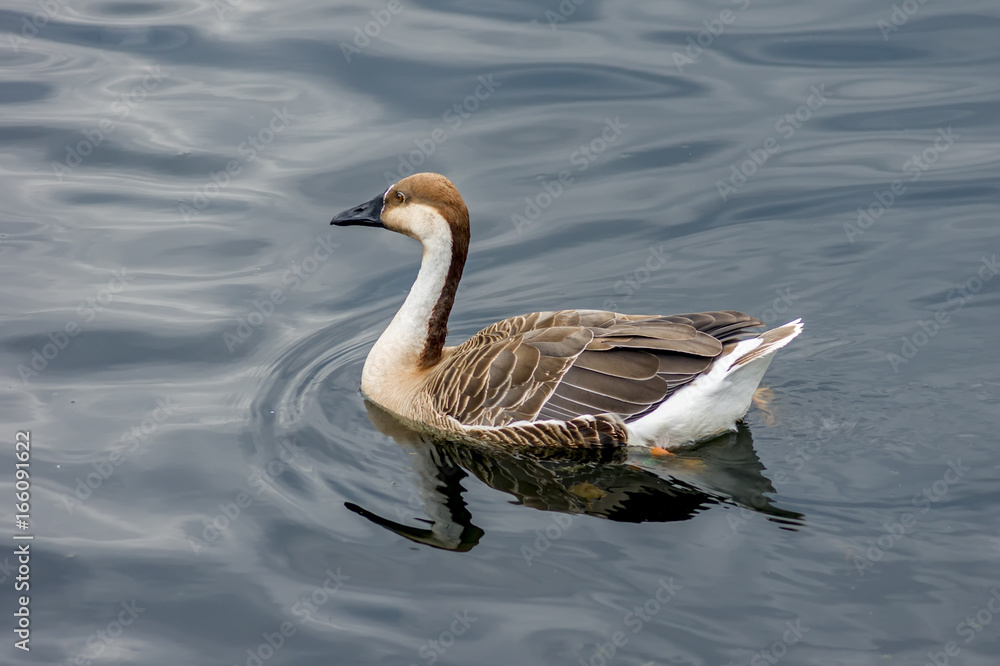 Fototapeta premium Greylag Goose swimming