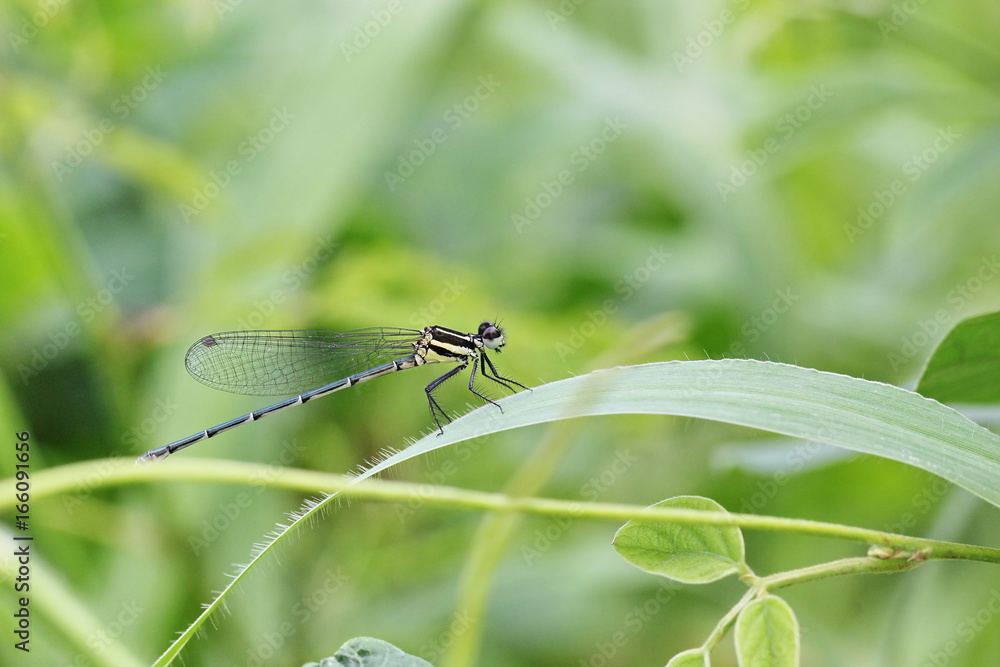 dragonfly dragonfly