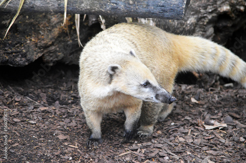 Nasenbär