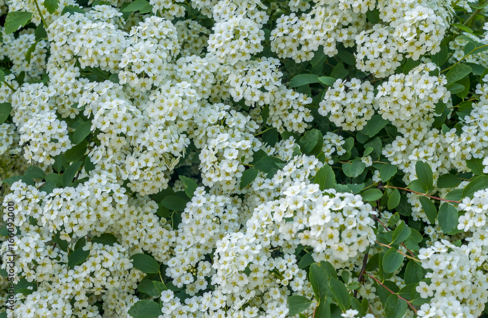 background of blooming small white flowers on bush background of blooming small white flowers on bush