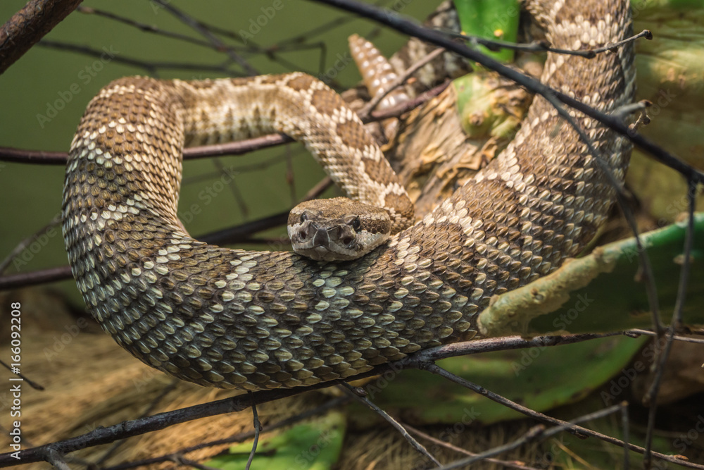 Naklejka premium Westliche Klapperschlange