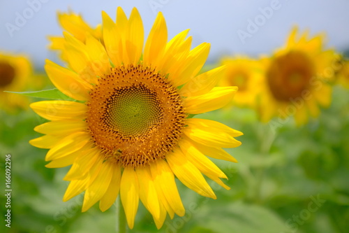                                  - Sunflower in Sayo-town Hyogo prefecture Japan