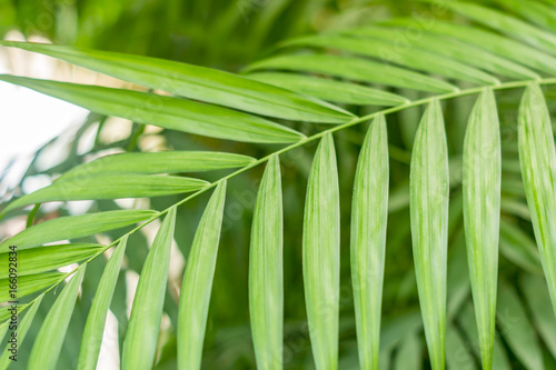 closeup of palm leaves