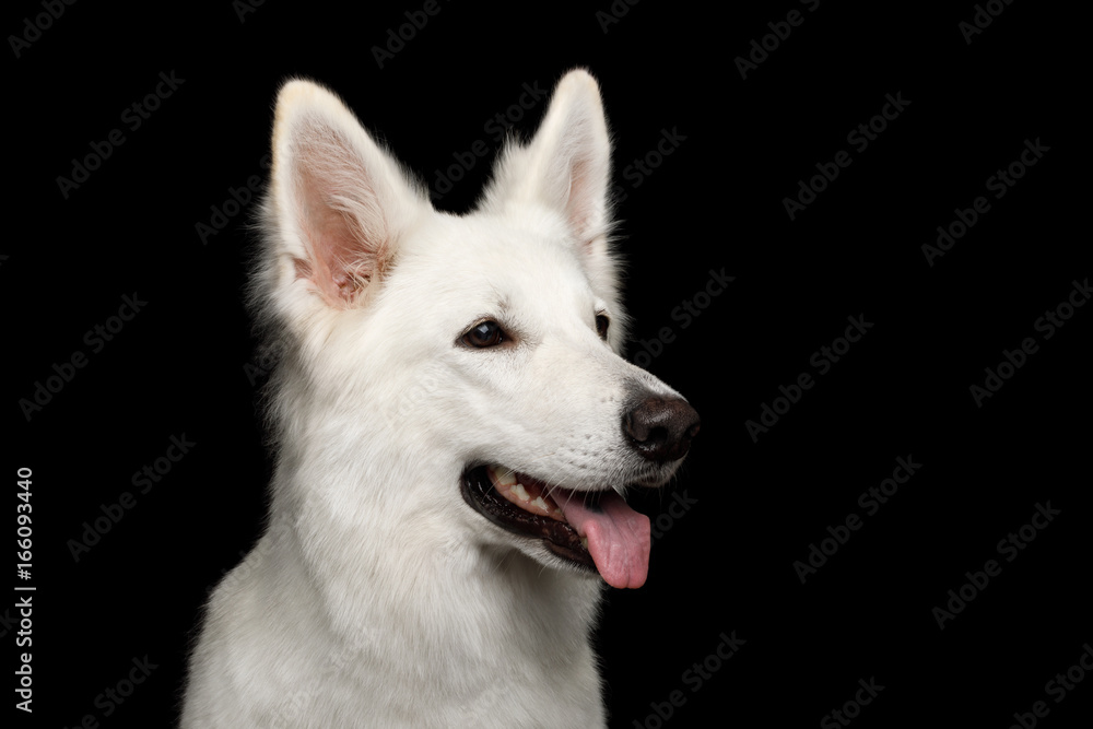Close-up Face of White Swiss Shepherd Dog Smiling on Isolated Black Background, profile view