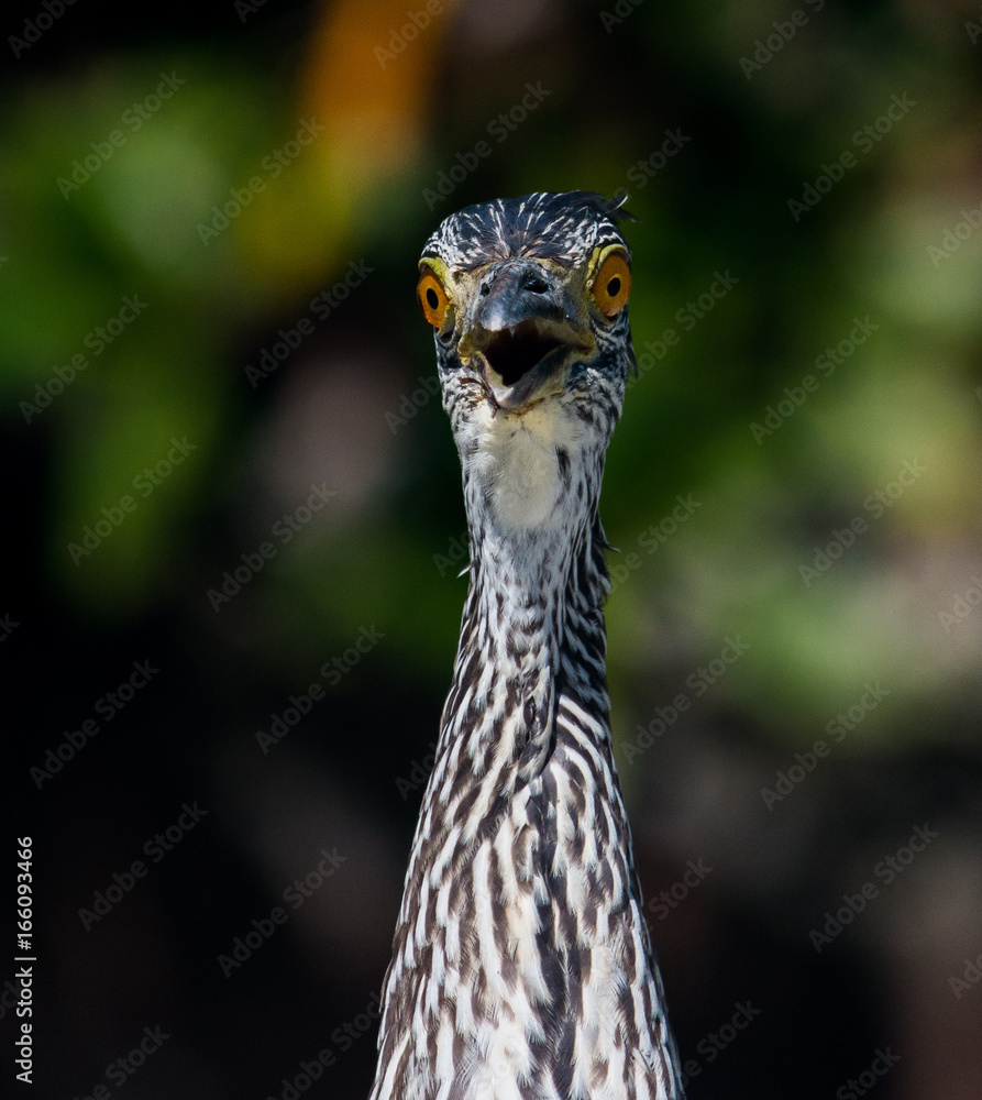 Obraz premium Black Crowned Night Heron