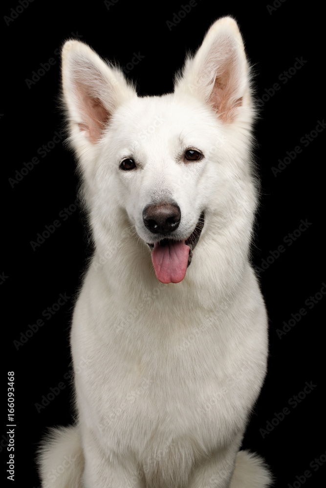 Portrait of White Swiss Shepherd Dog Smiling on Isolated Black Background, front view