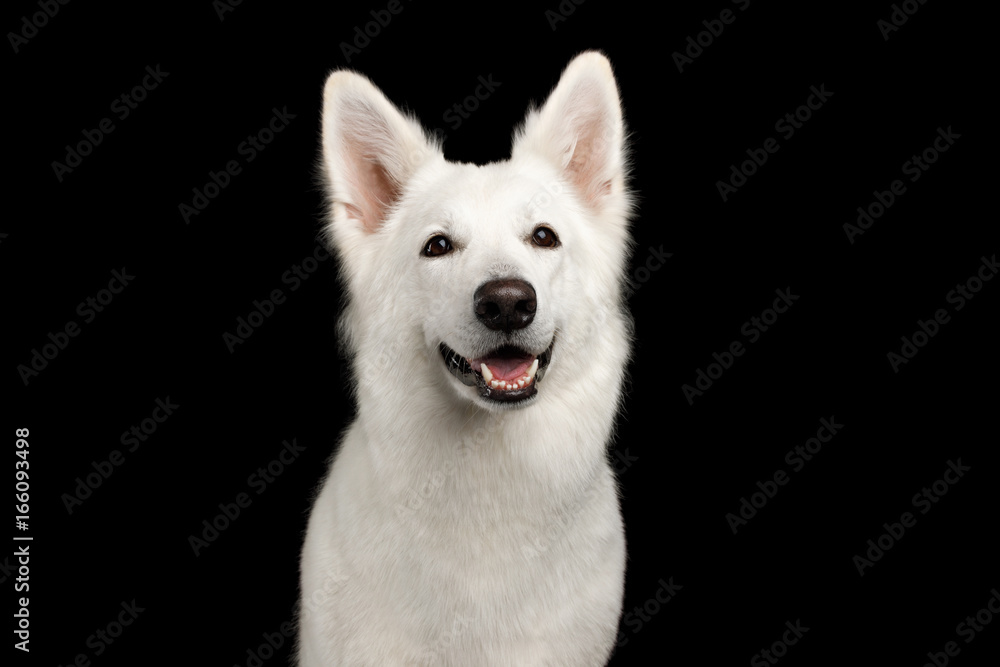 Portrait of White Swiss Shepherd Dog Smiling on Isolated Black Background, front view Portrait of White Swiss Shepherd Dog Smiling on Isolated Black Background, front view
