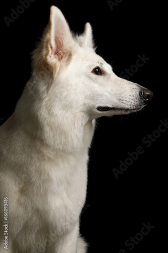 Portrait of White Swiss Shepherd Dog on Isolated Black Background, profile view