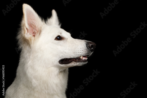 Close-up Face of White Swiss Shepherd Dog on Isolated Black Background, profile view