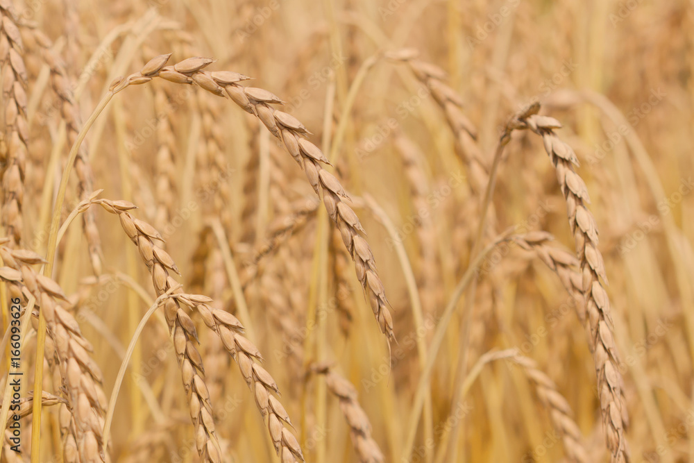 Fototapeta premium Field of spelt