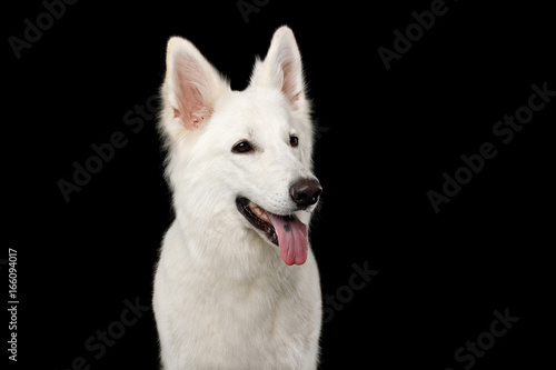 Portrait of White Swiss Shepherd Dog Looks Happy on Isolated Black Background, front view